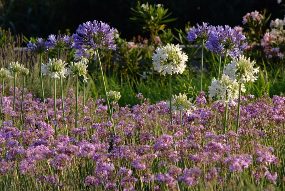 Progettazione di giardini in Grecia sull'isola di Paros