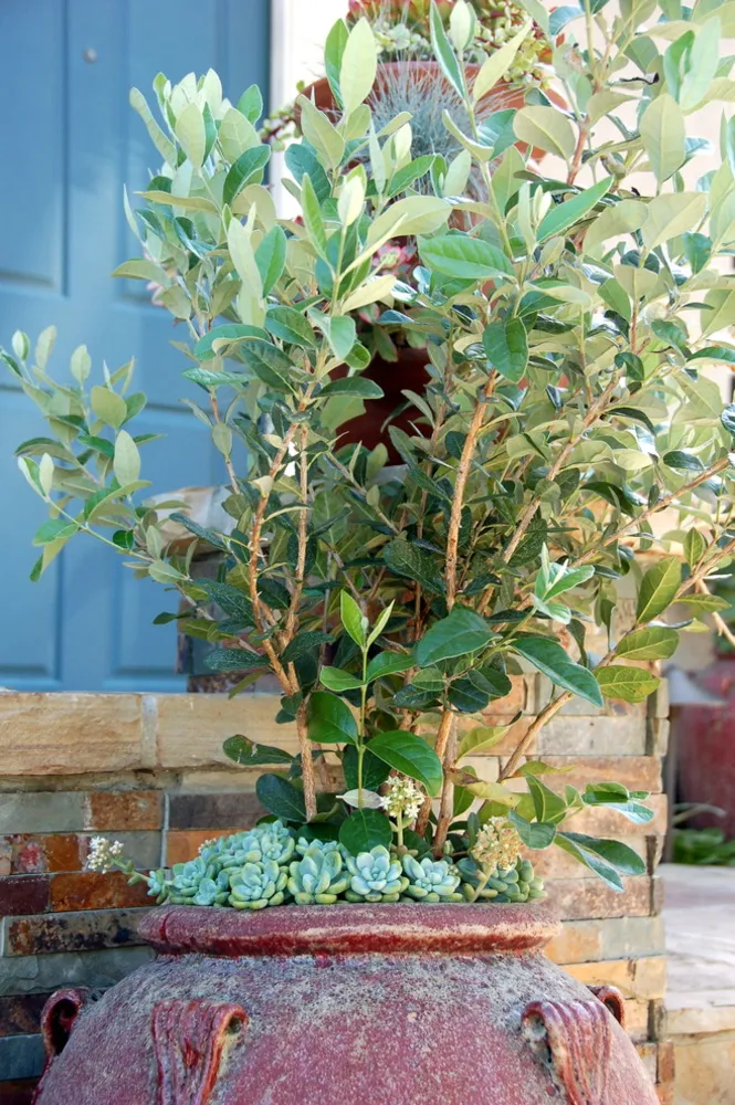 Giardino abbastanza succulento