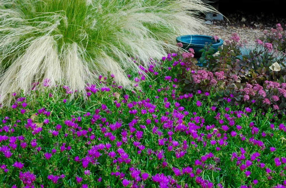 Colorado Springs Xeriscape Garden