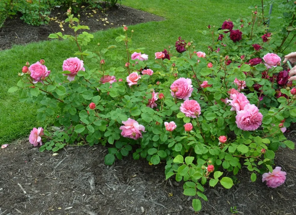 Dobbelt Pink Knockout Rose