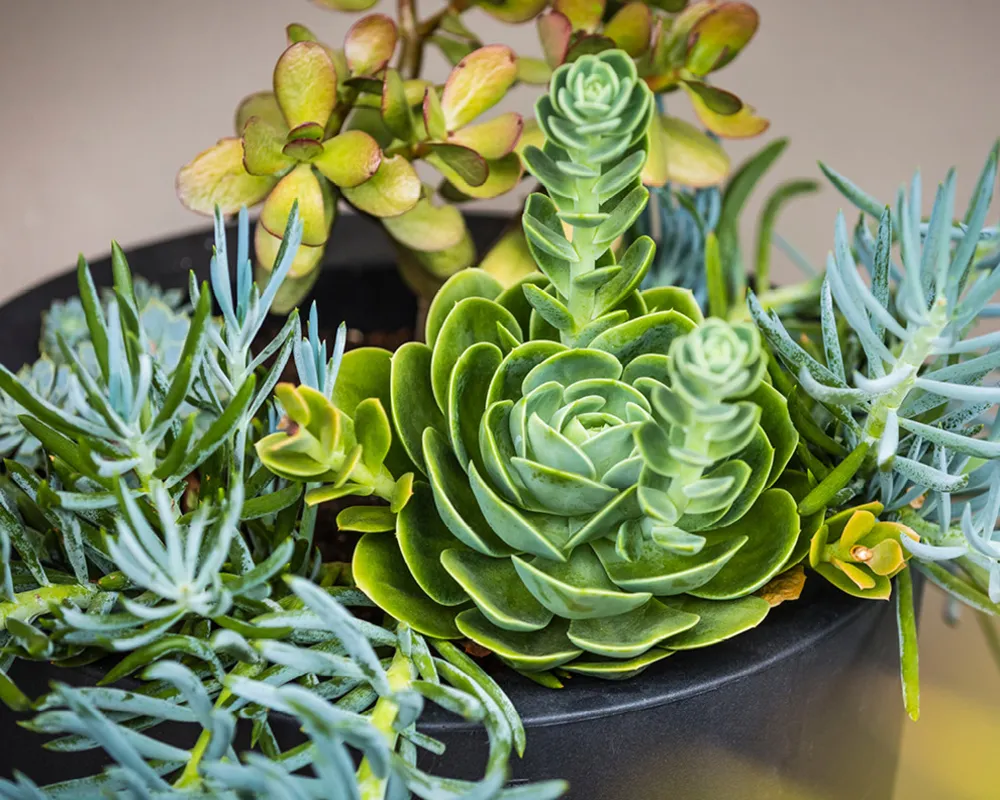 Clovelly treasure box