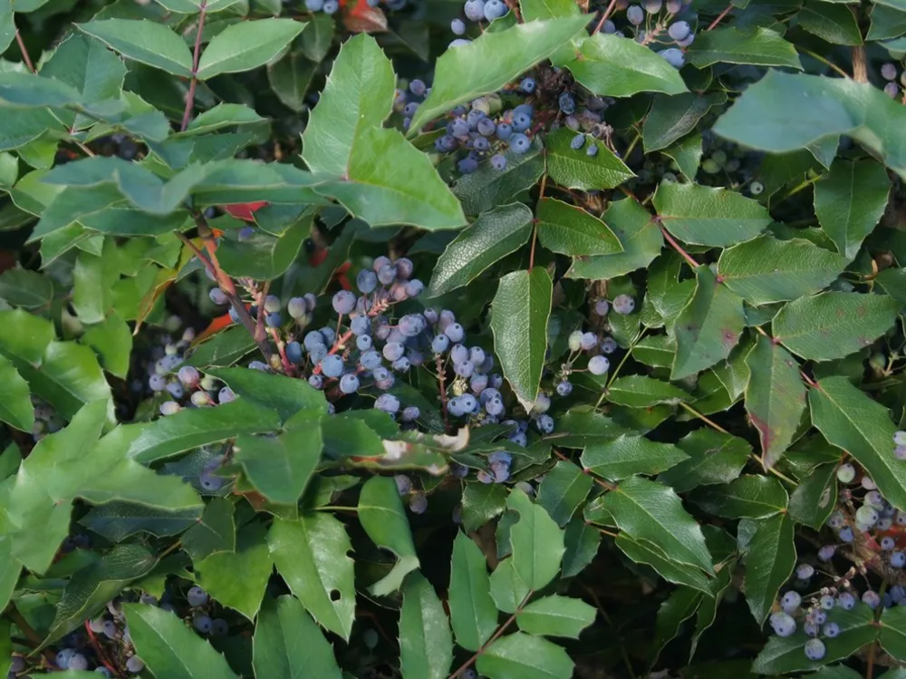 Blå berberis
