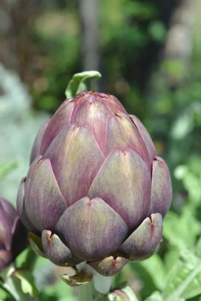 Kasvimateriaali-arkkitehtoninen muoto