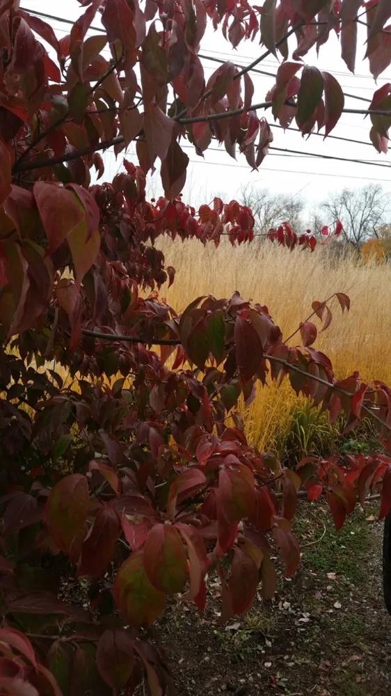 The DPG Farm Gardens, East Vincent Township