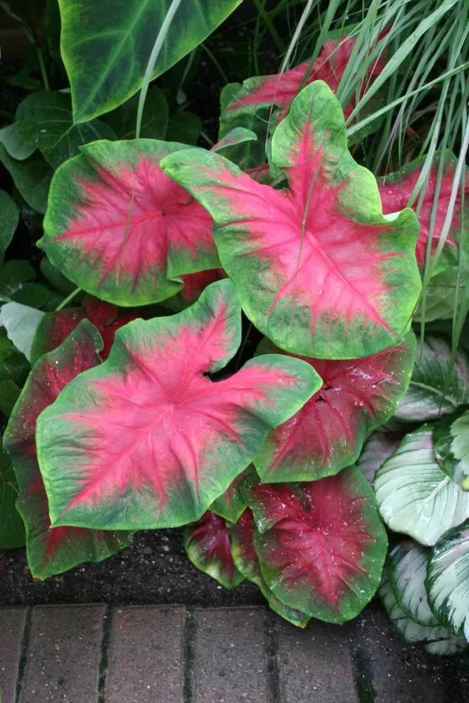Caladiums