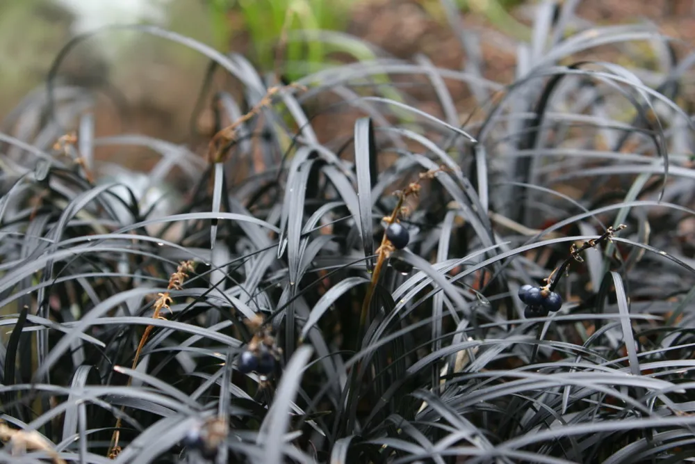 Ophiopogon planiscapus 'Nigrescens'