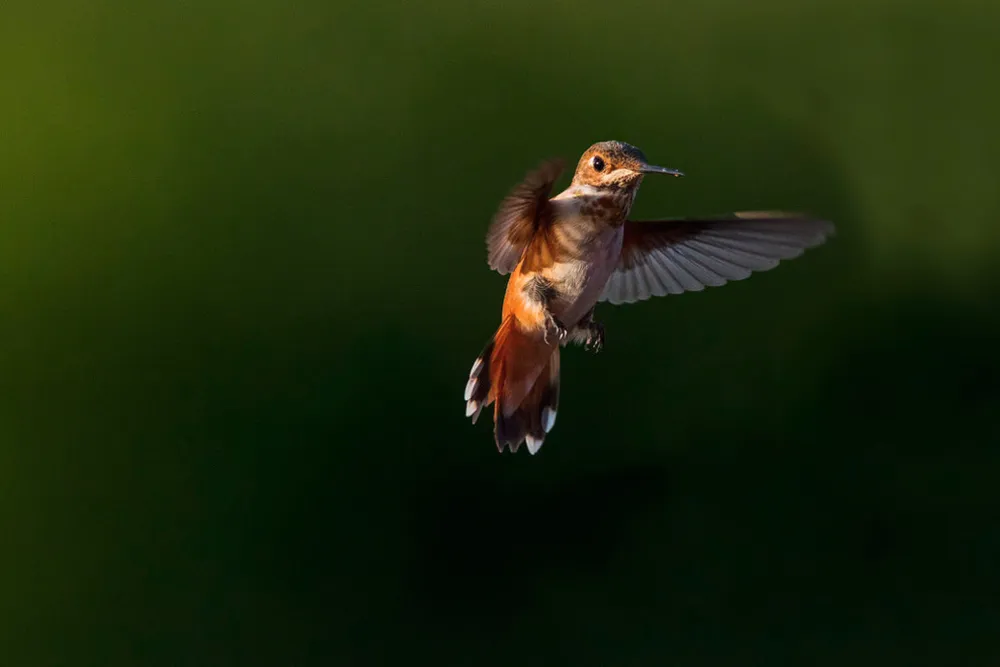 Rufous Hummingbird