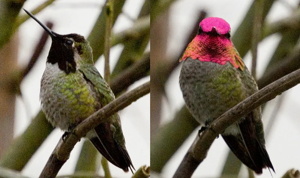 Männlicher Anna-Kolibri (Calypte anna)