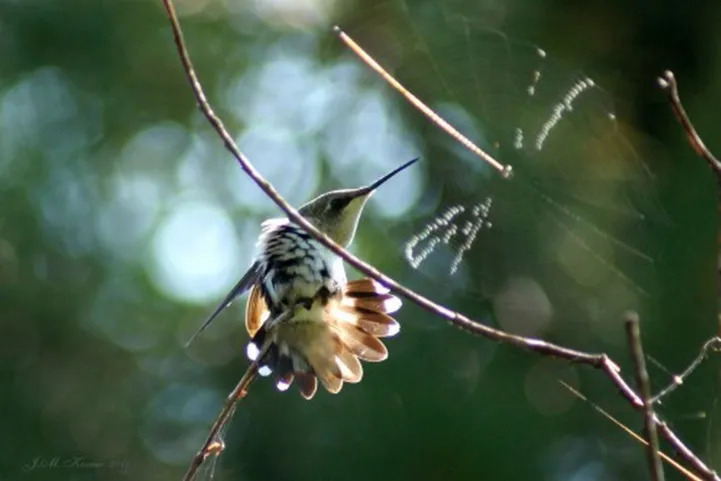 Hinterhofvogel: Kolibris