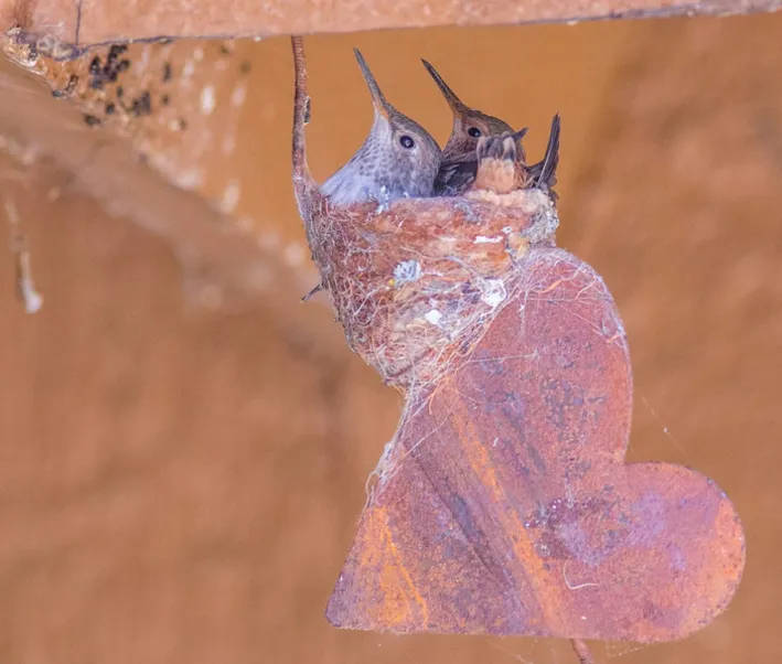 Hinterhofvogel: Kolibris