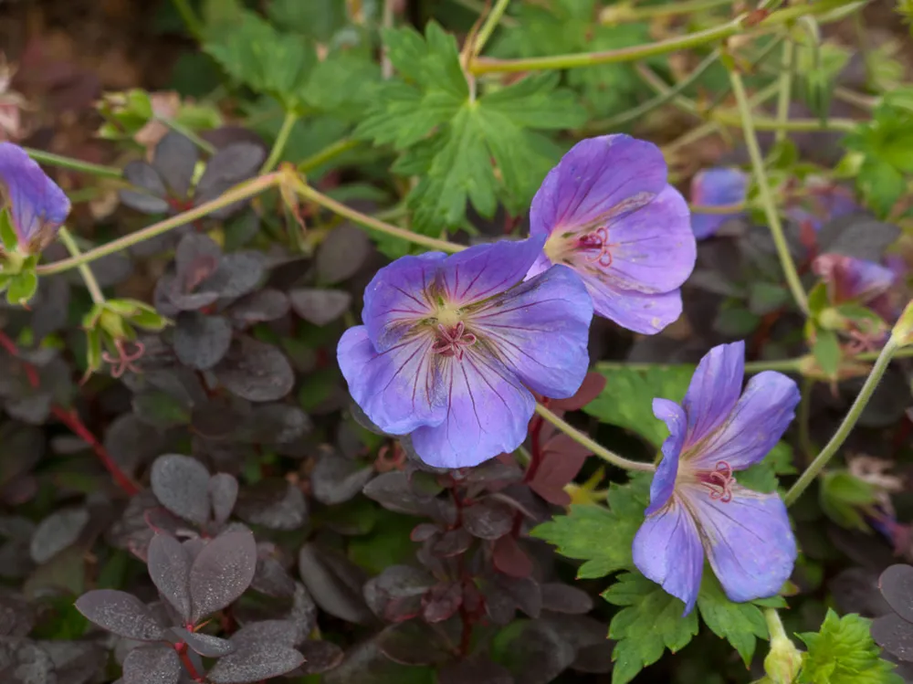 Upeat suunnittelukasvit