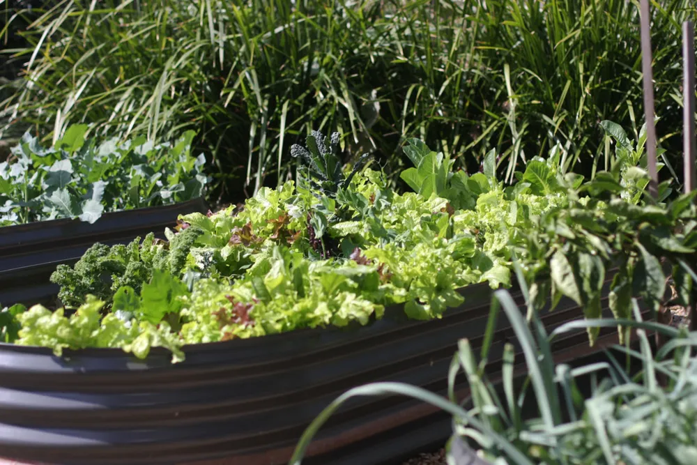 Hunters Hill Garden