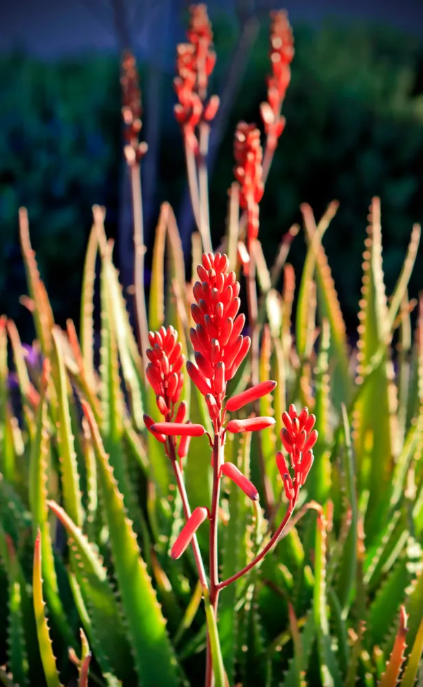 Camelback Royal View
