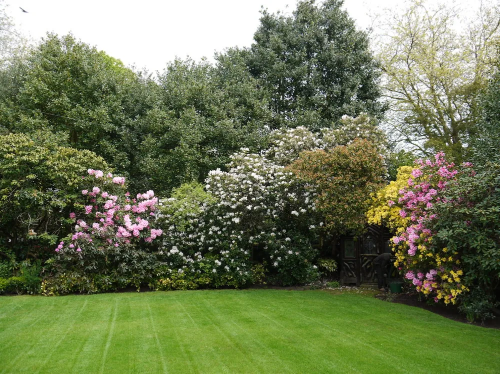 Havevedligeholdelse og plænepleje