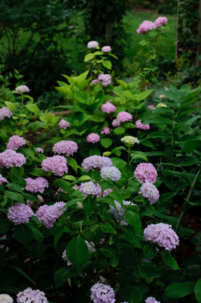 Suurten järvien kesäkuu