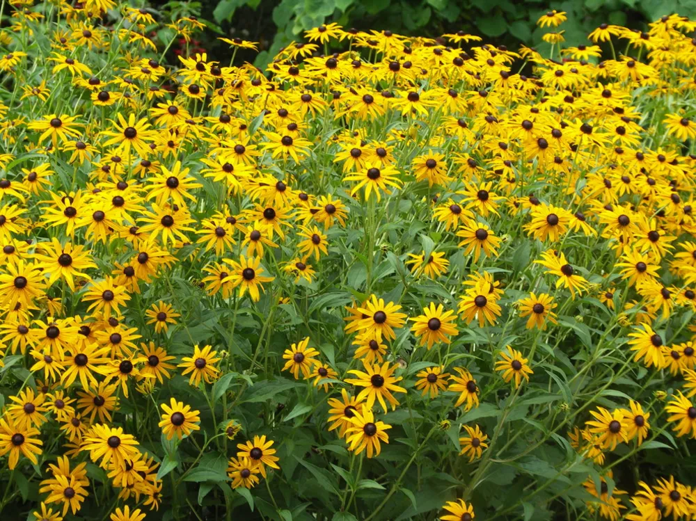 Rudbeckia hirta (Black Eyed Susan)