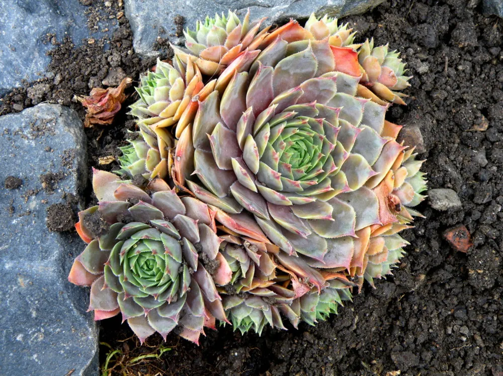Sempervivum