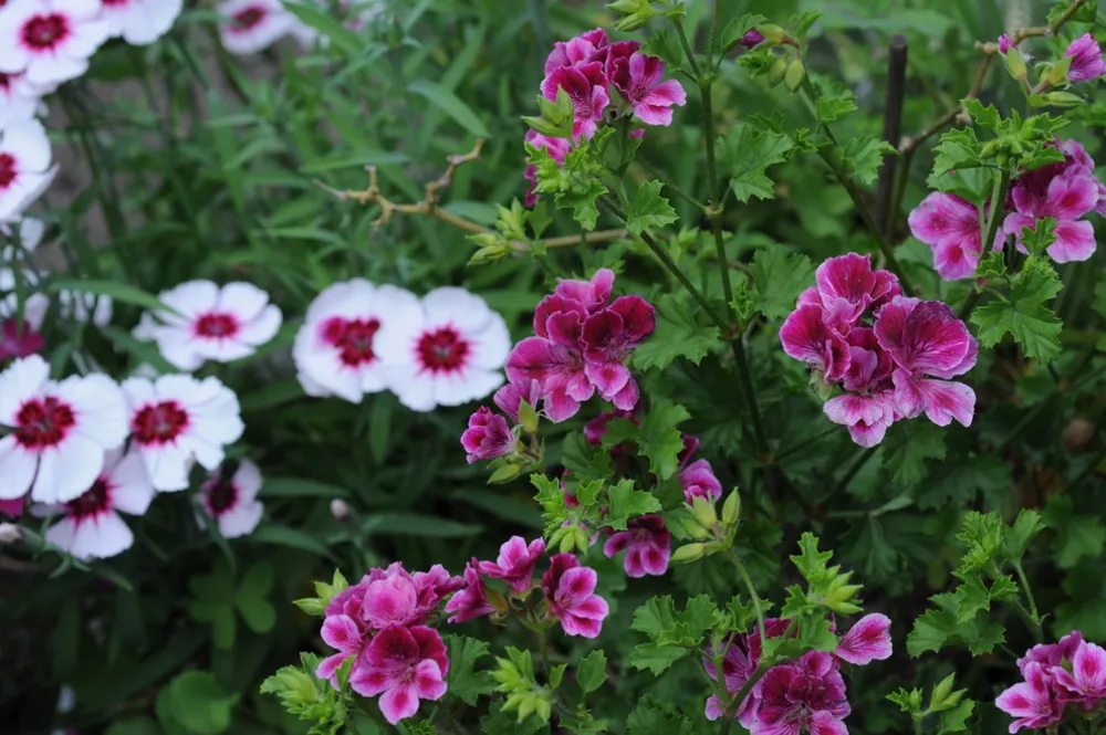 Pelargoni