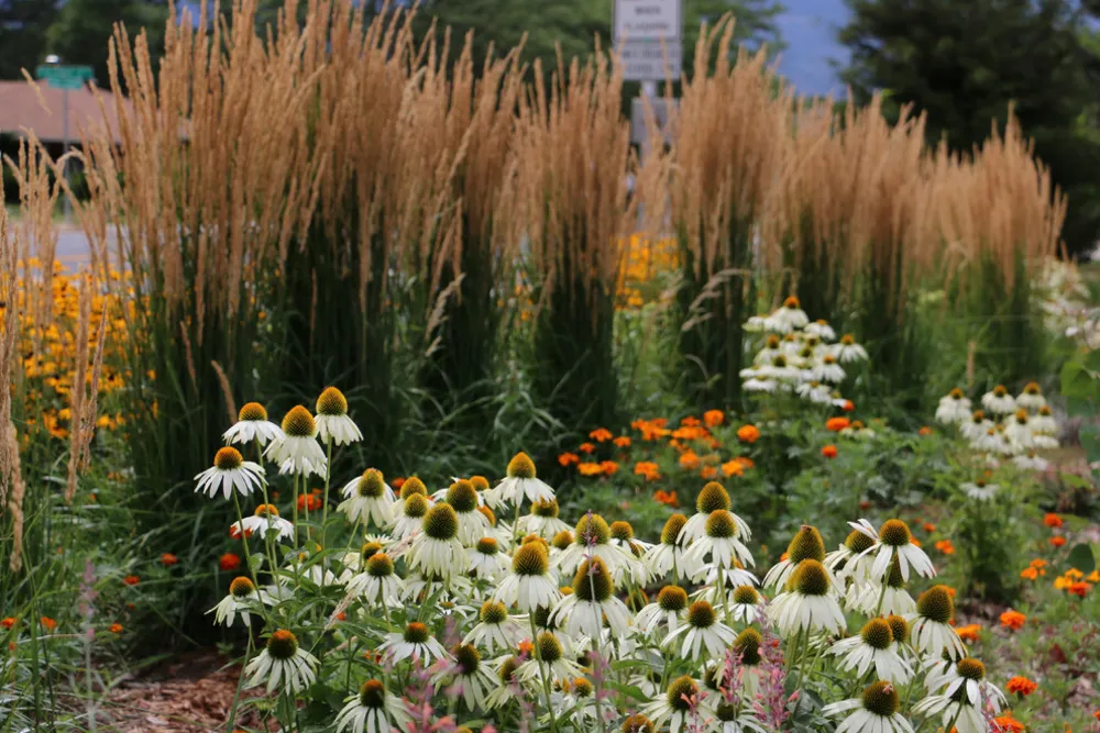 Echinacea x hvid svane