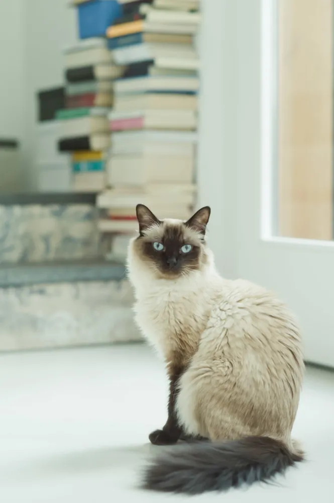 Candido interno milanese