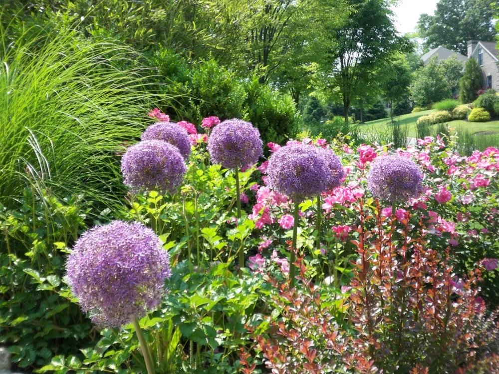 Esityön metsäpuutarha