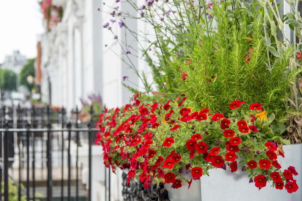 Vindueskasser og plantekasser i byen