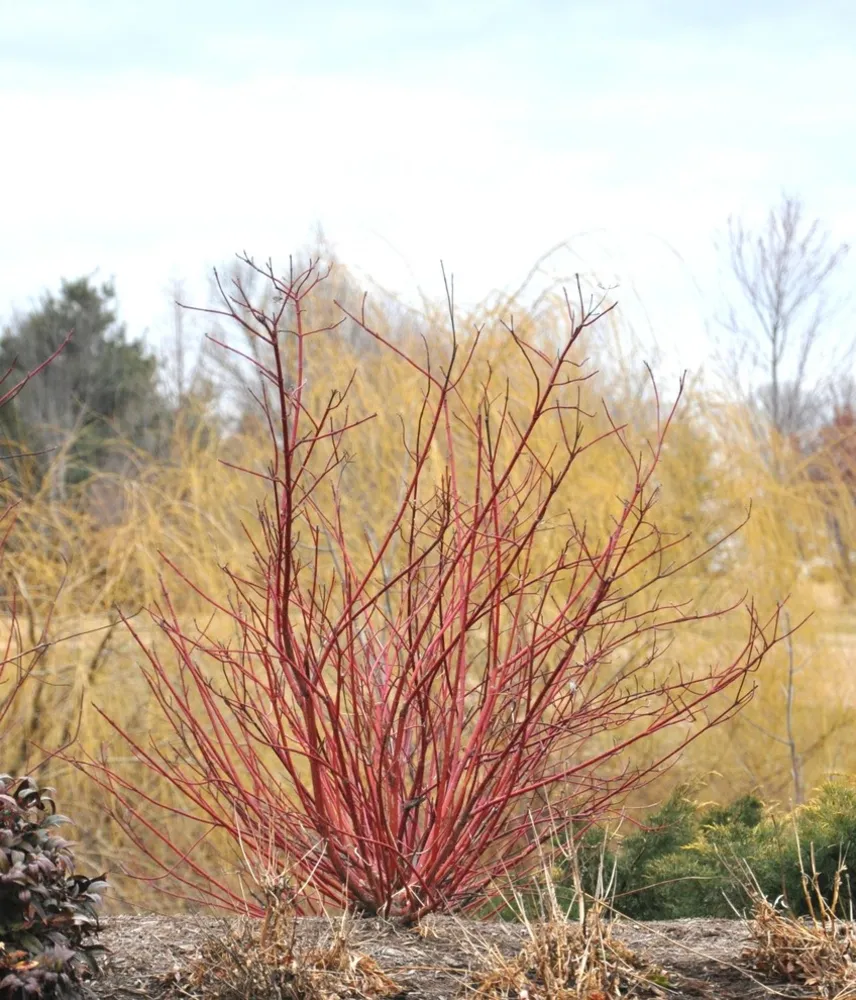 Cornus sericea 'Baileyi'