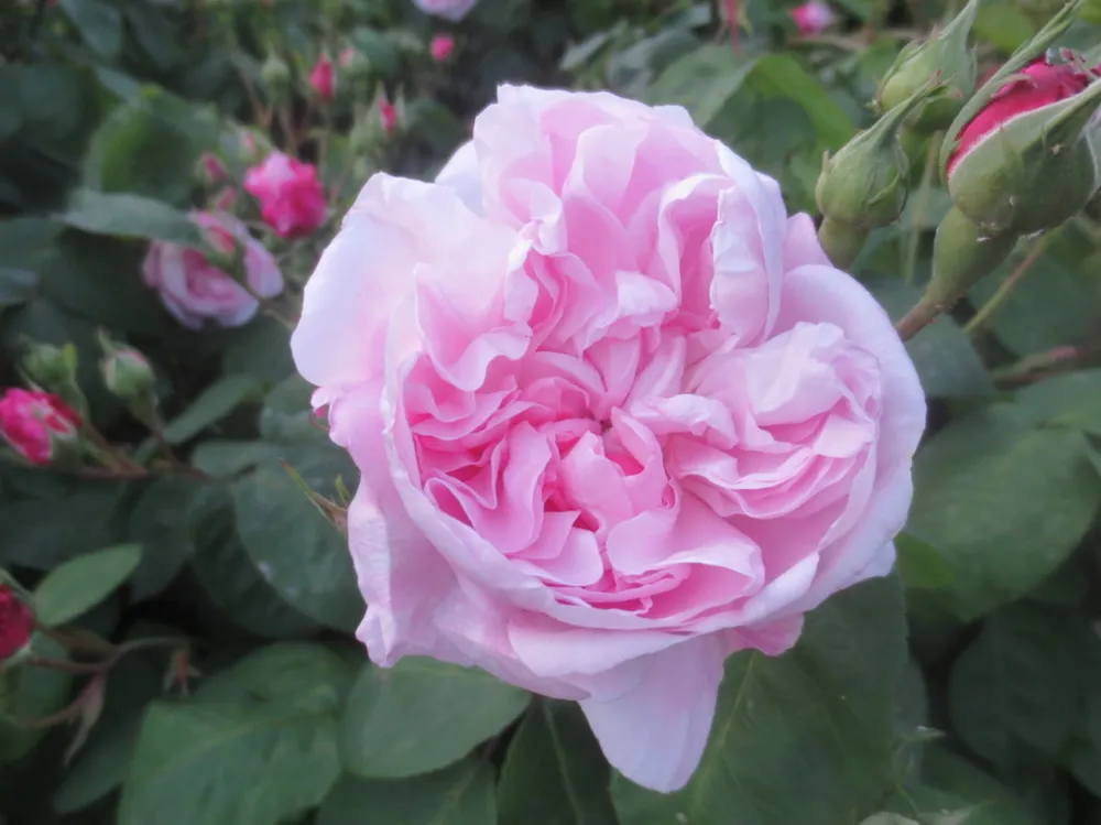 Clos Barbisier, Rose Fantin-Latour