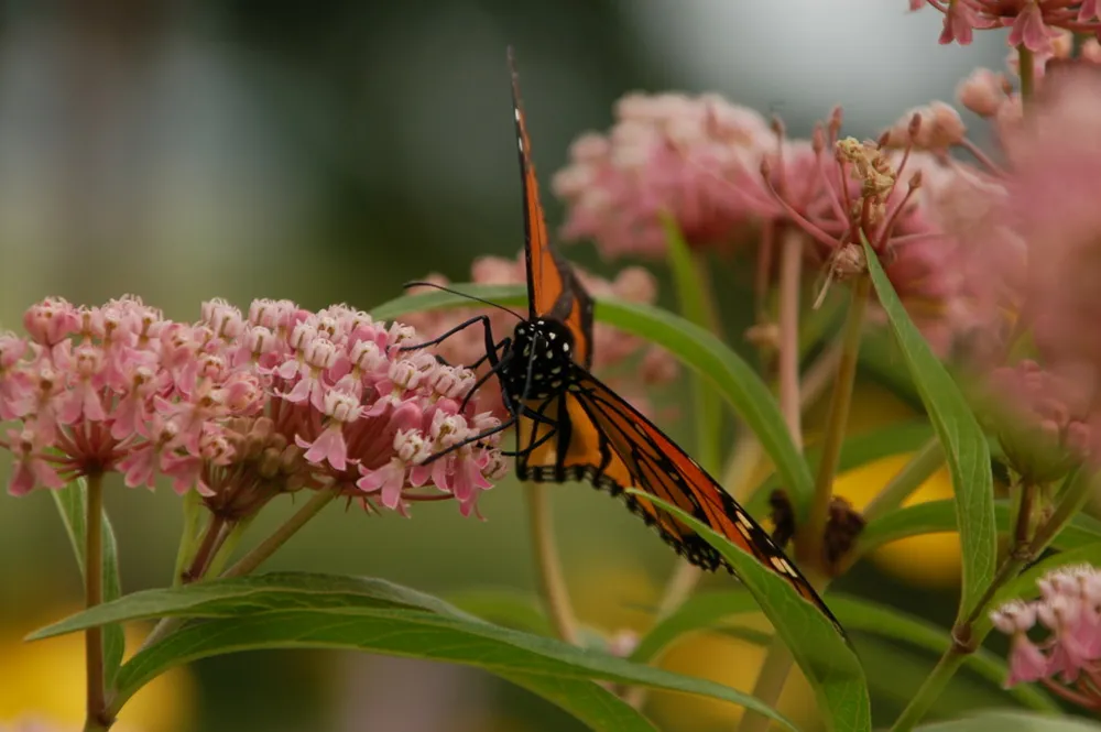 Butterfly Prairie