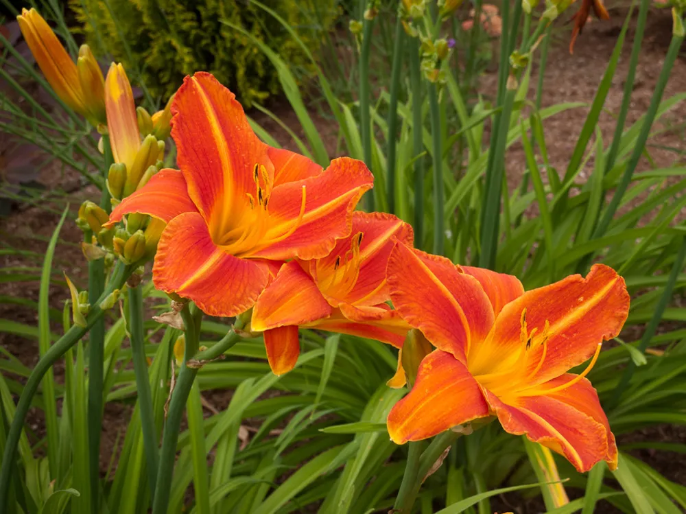 Fantastiske plantekombinationer