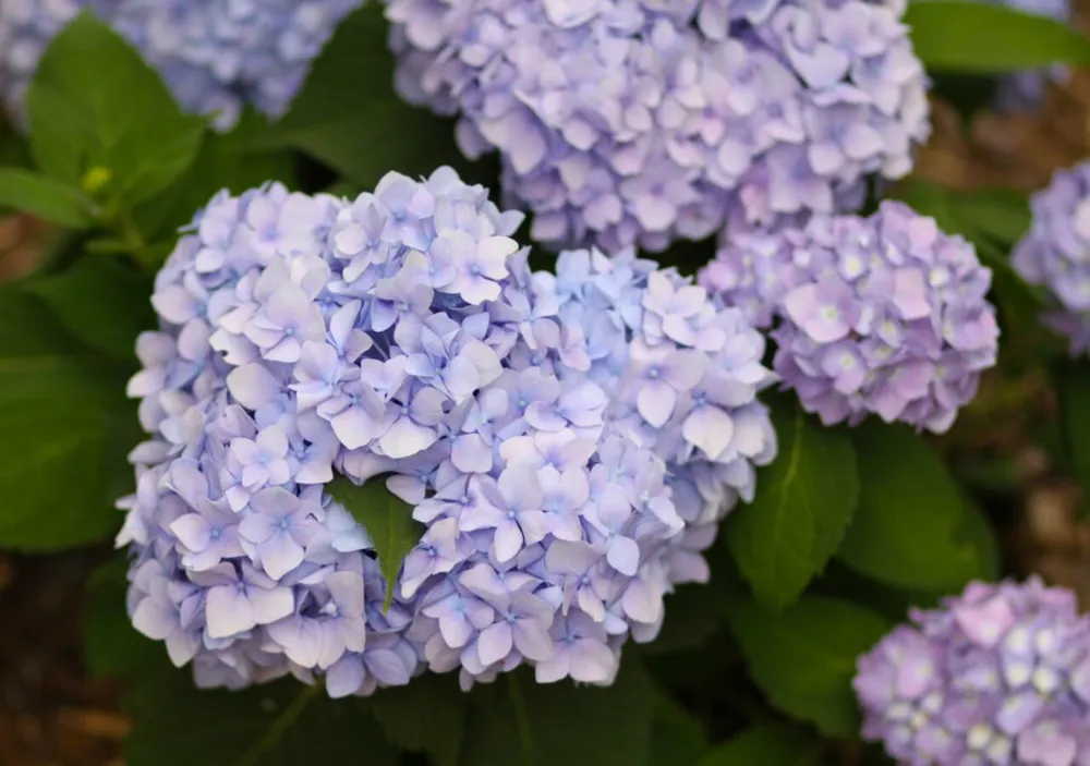 Endless Summer Hydrangea