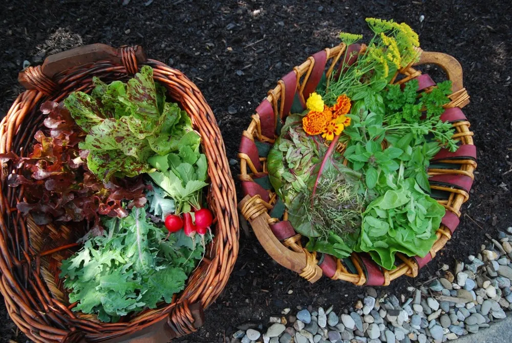 Teds biodynamiske have