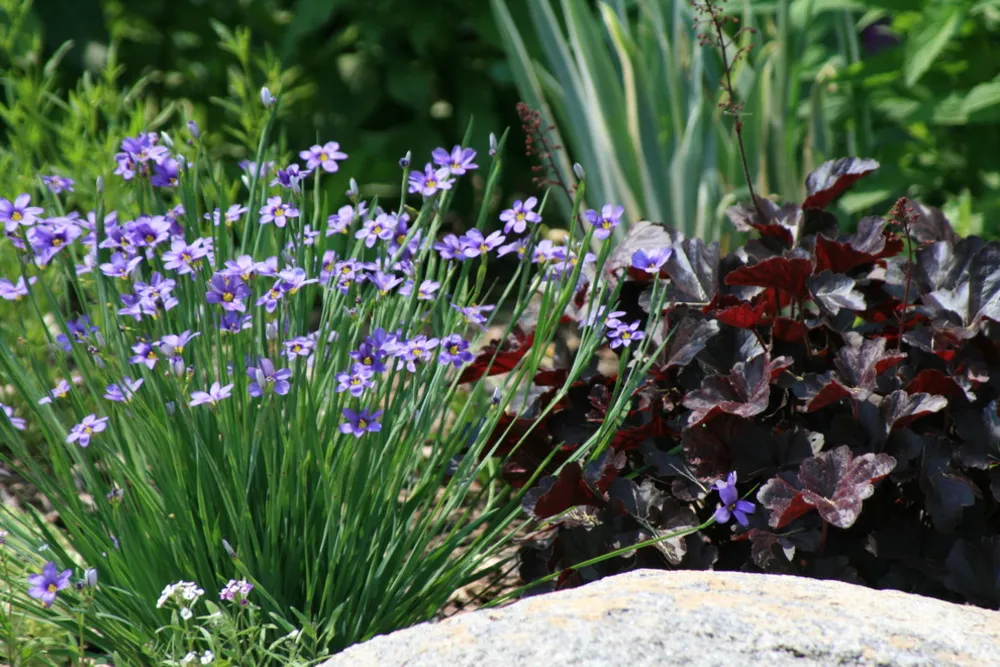 Erba dagli occhi azzurri con campanelle di corallo di ossidiana