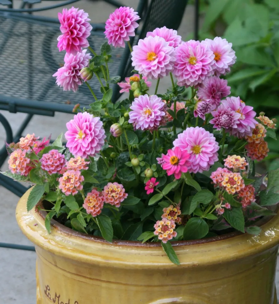 Summer Container Garden