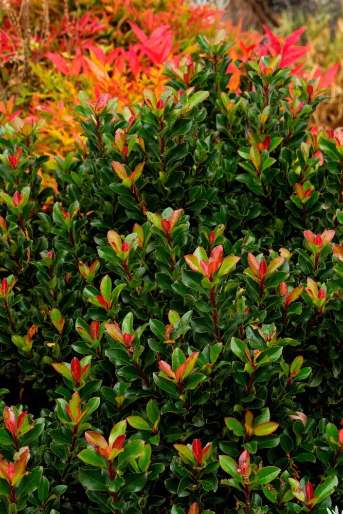 Traditionelt landskab