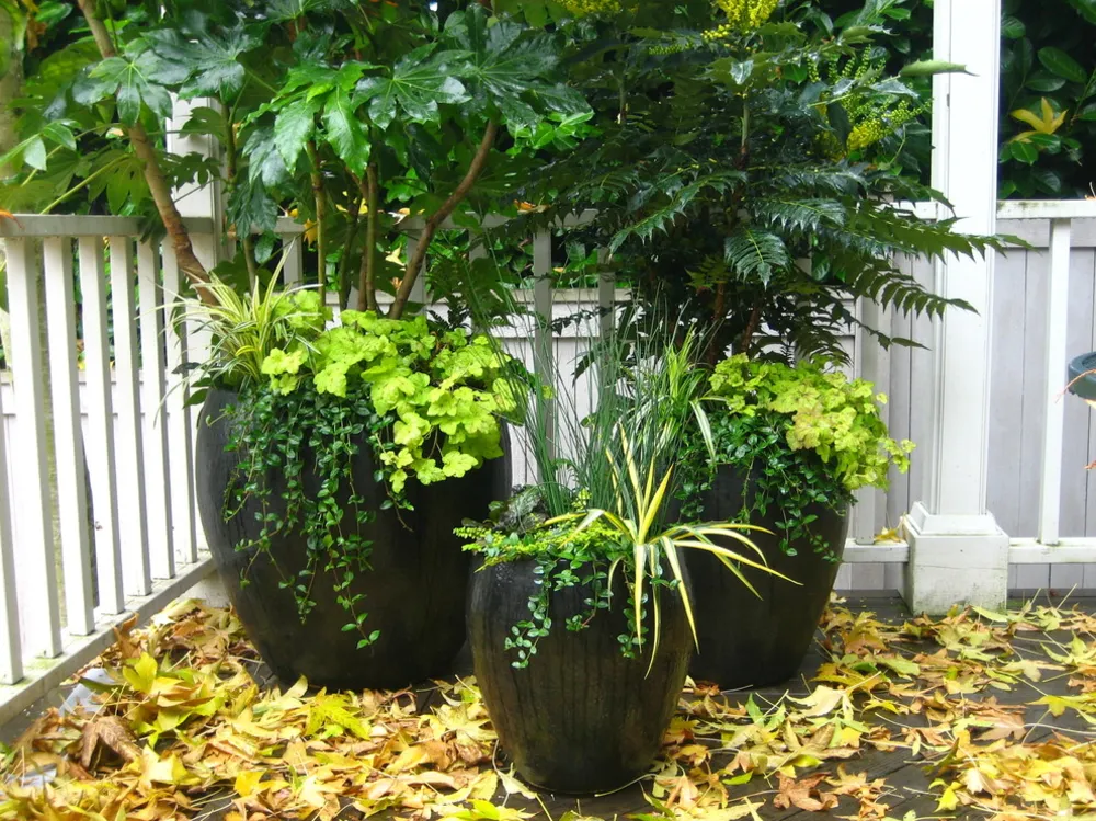 Queen Anne-containers