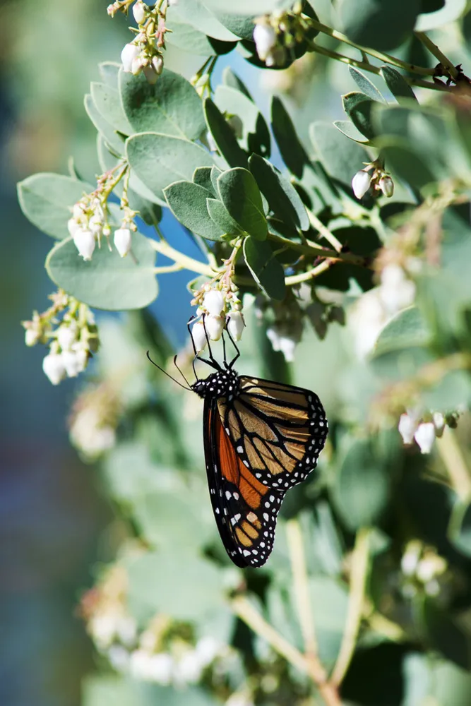 2016 Native Plant Garden Tour