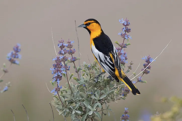 Bullock's Oriole