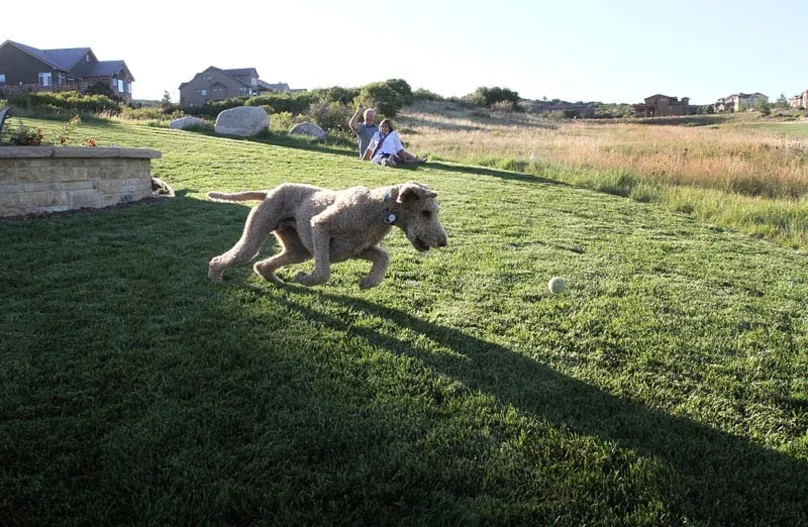 En hund leker på självreparerande Rhizomatous Tall Fescue.
