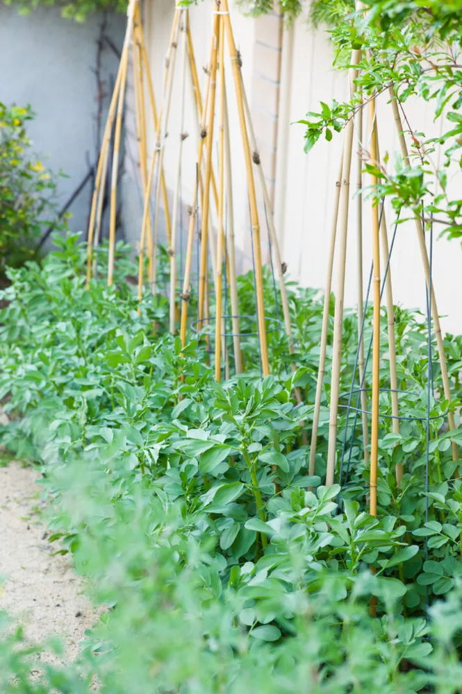 Native-Mission (Manhattan Beach)