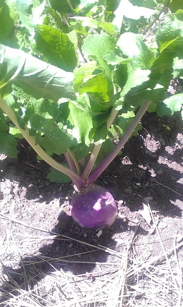 Purple Top White Globe Turnip