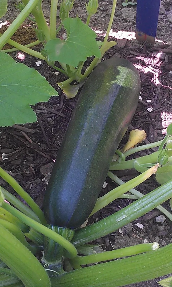 Zucchini