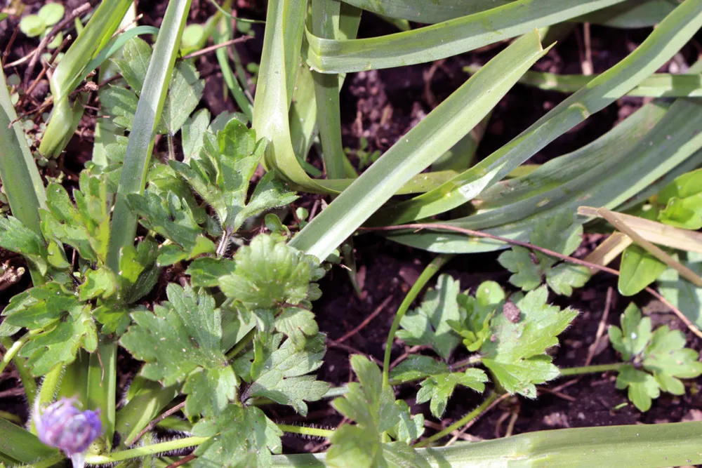 Håll din grönsaksträdgård fri från ogräs