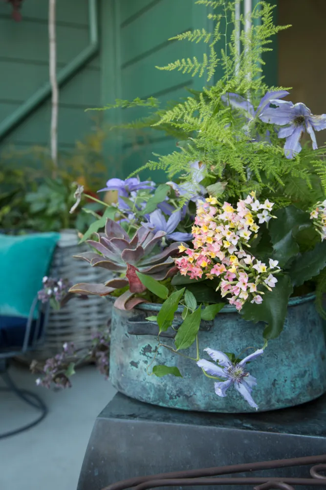 Bitki Tarif Kitabının Yazarıyla Evde