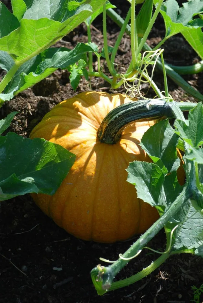 G A R D E N - Der essbare Garten