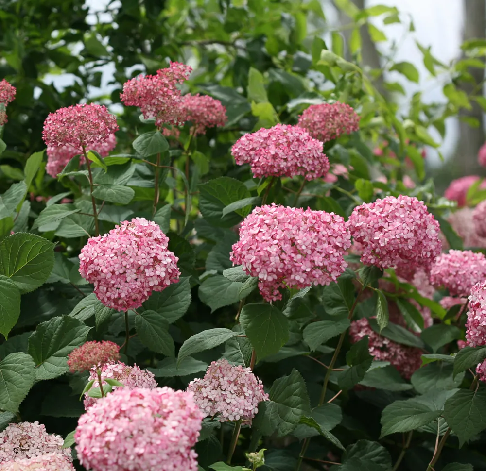 Invincibelle® Spirit II Ortensia liscia