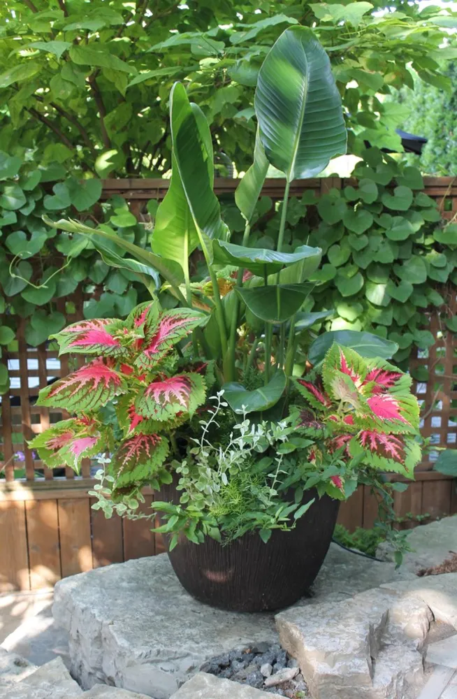 ПЕРЕСЕЧЕНИЕ ДВАРФОВ - Как показано на Cityline CityTV