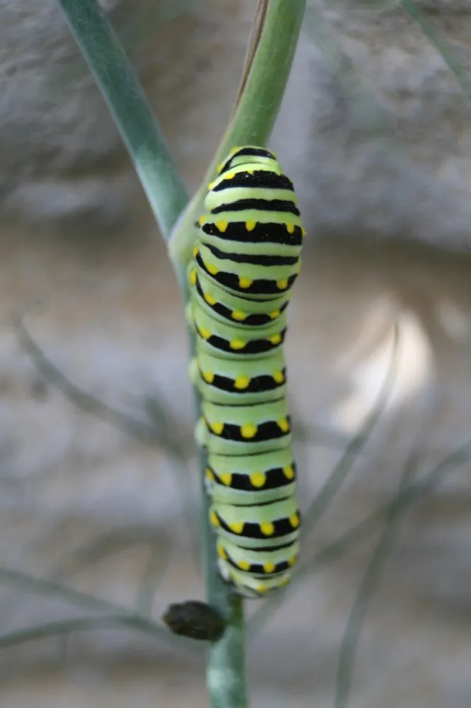 De mange grunde til ikke at skære din have ned