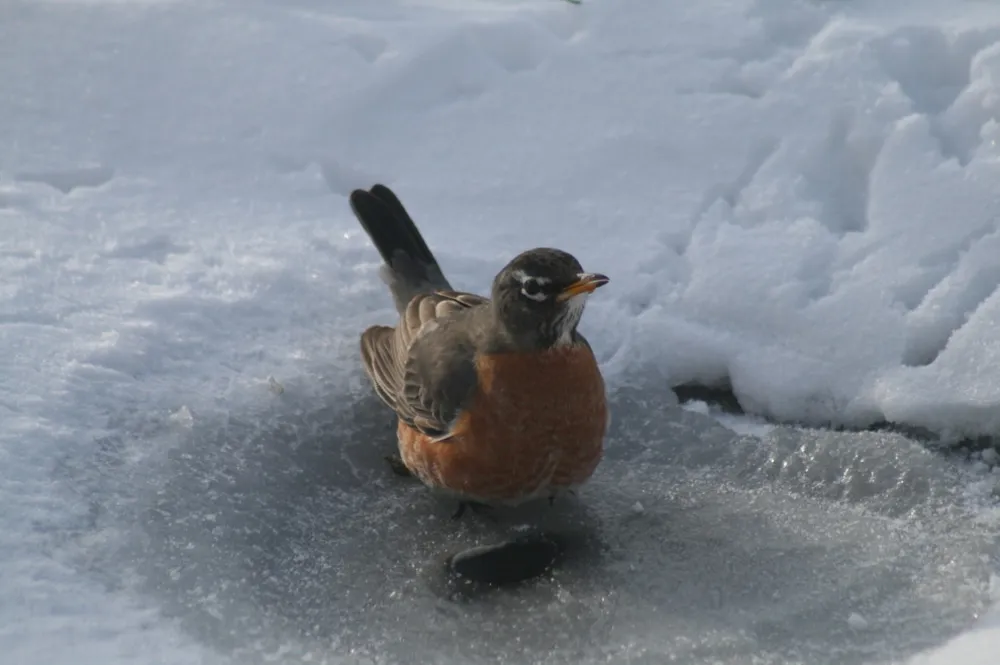 De mange grunde til ikke at skære ned i din have