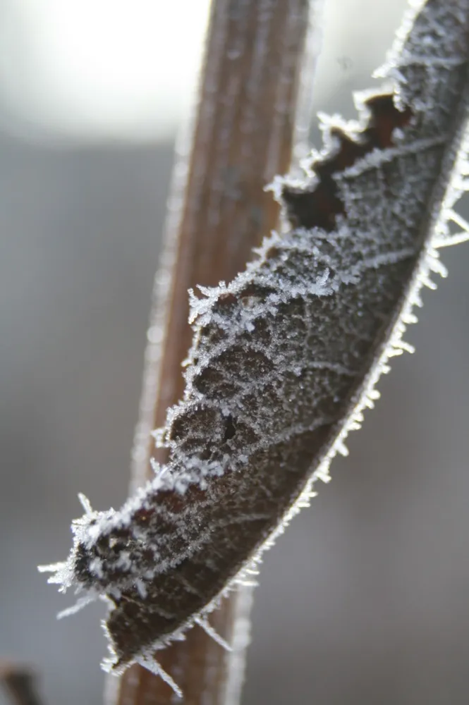 De mange grunde til ikke at skære ned i din have